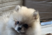 Beautiful Pomeranian Puppies