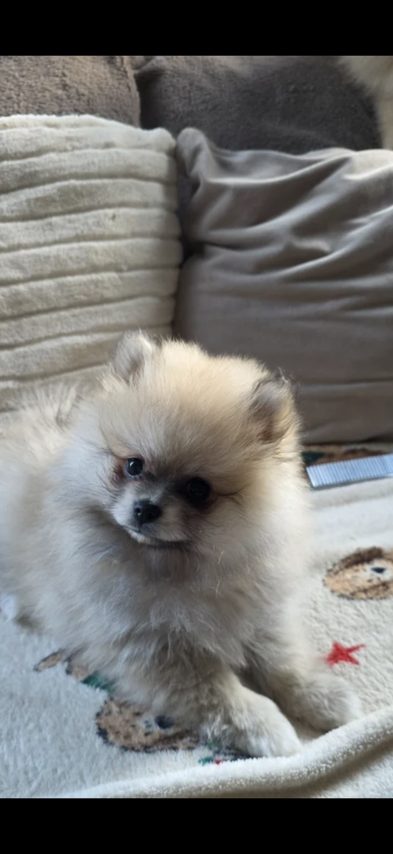 Beautiful Pomeranian Puppies