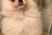 Beautiful Pomeranian Puppies