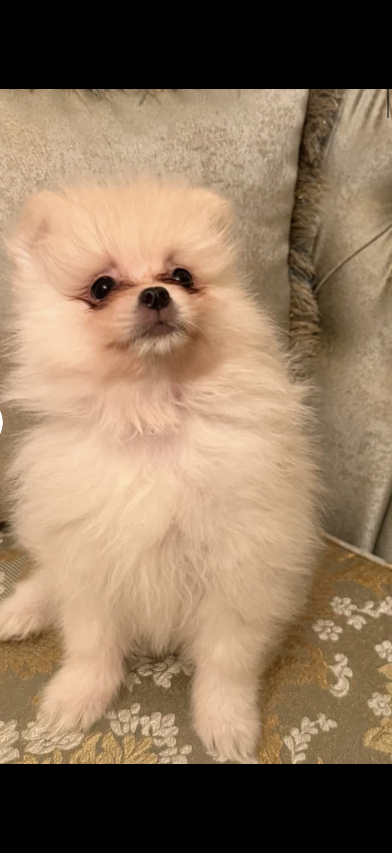 Beautiful Pomeranian Puppies