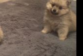 Beautiful Pomeranian Puppies