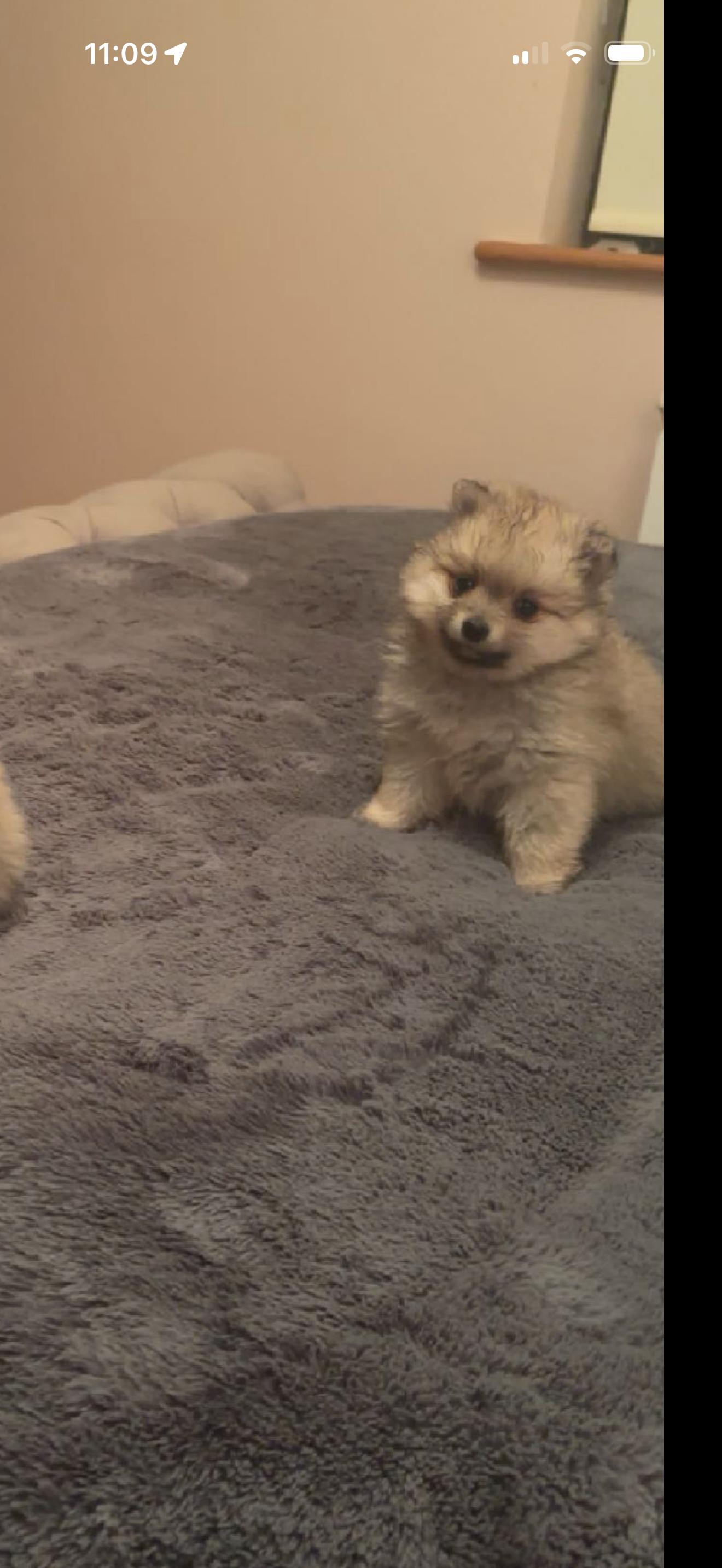 Beautiful Pomeranian Puppies