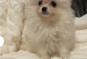 Beautiful Pomeranian Puppies