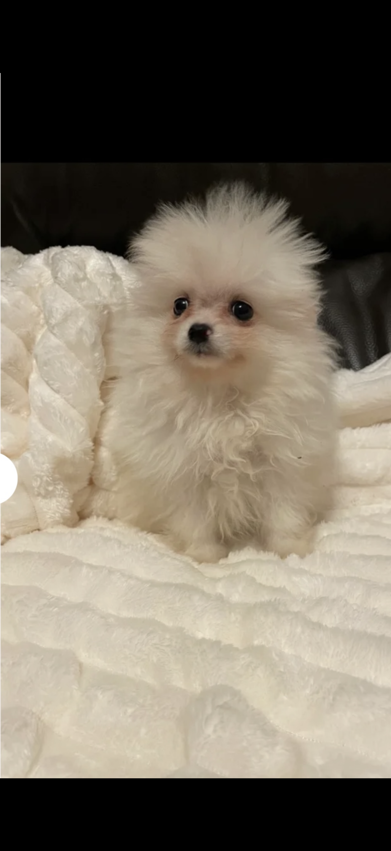 Beautiful Pomeranian Puppies