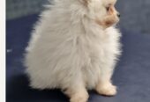 Beautiful Pomeranian Puppies