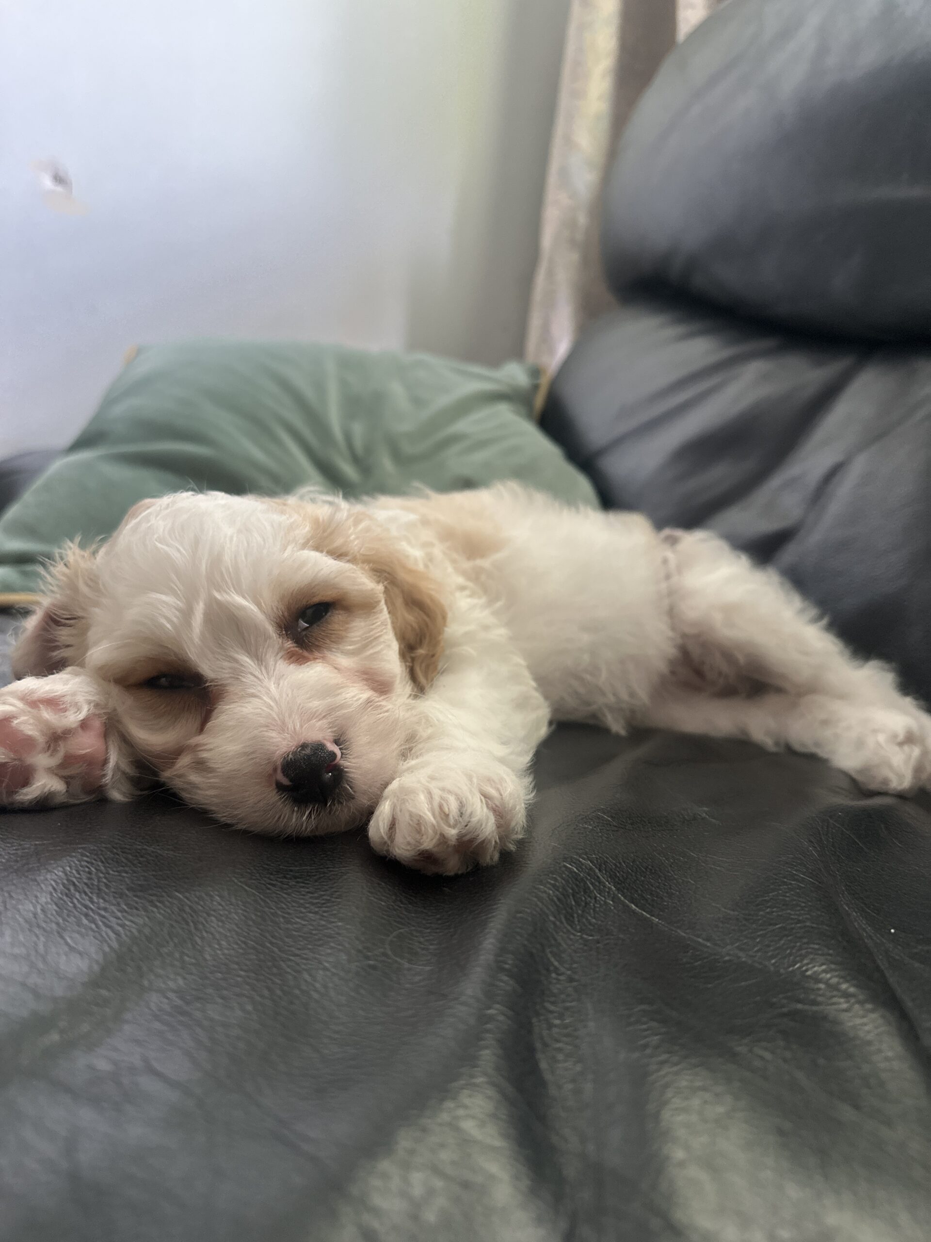 Maltipoo puppy for sale