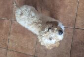 Cockapoo