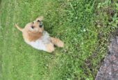 Cockapoo