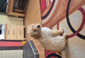 Cockapoo