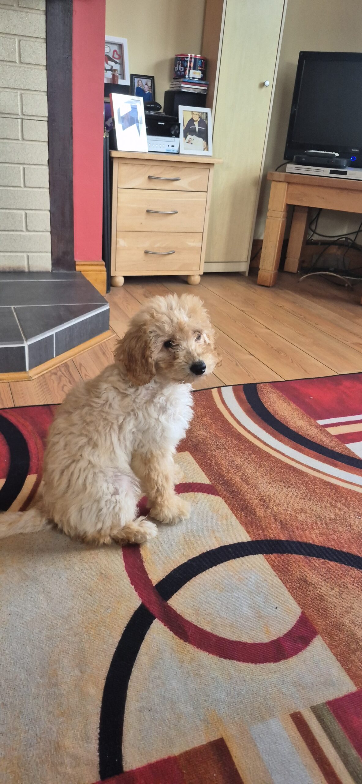 Cockapoo