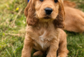 Once off pedigree litter of Golden Cocker Spaniels
