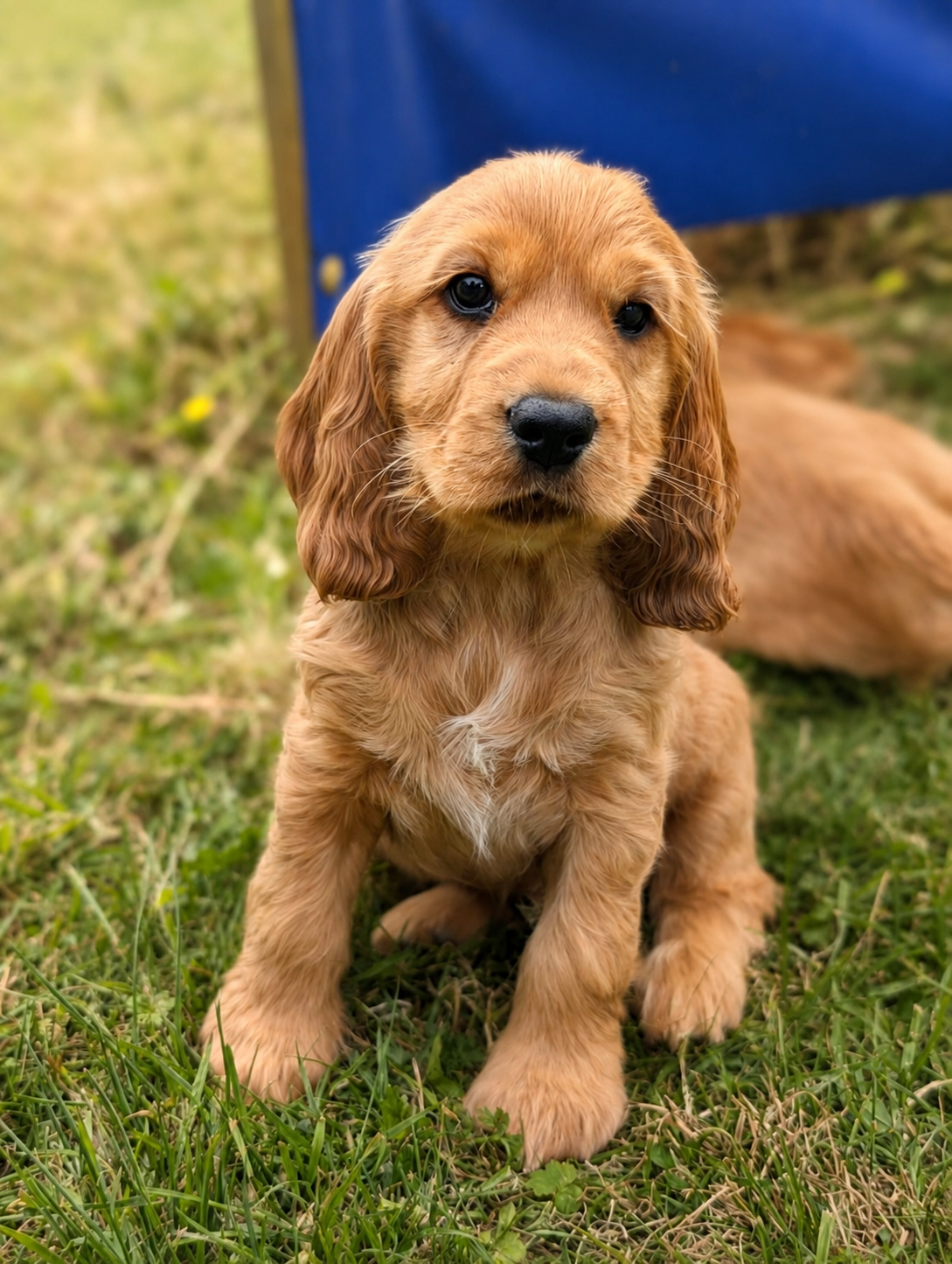 Once off pedigree litter of Golden Cocker Spaniels