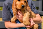 Once off pedigree litter of Golden Cocker Spaniels