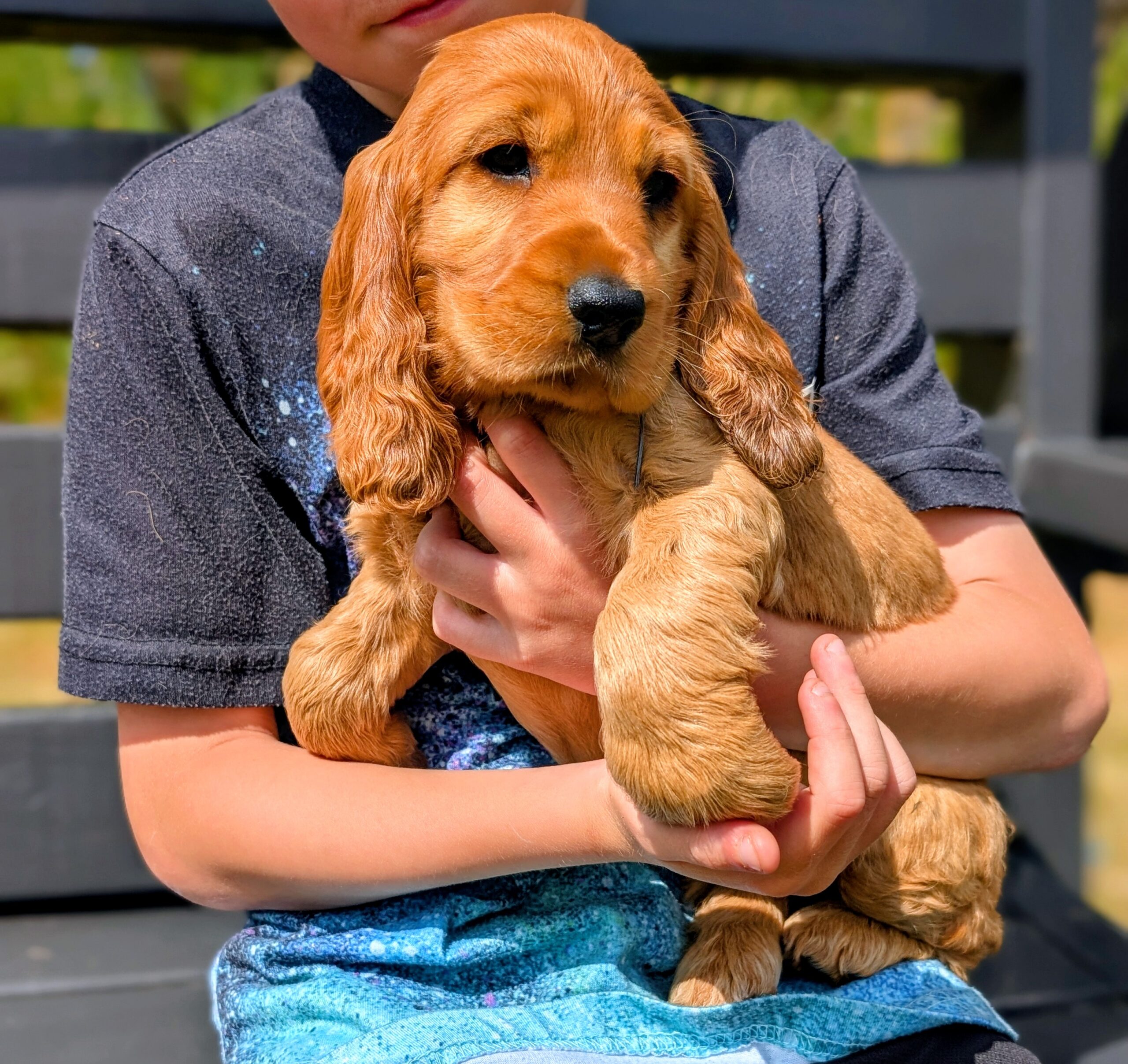 Once off pedigree litter of Golden Cocker Spaniels