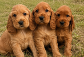 Once off pedigree litter of Golden Cocker Spaniels