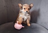 Yorkshire X chihuahua puppy