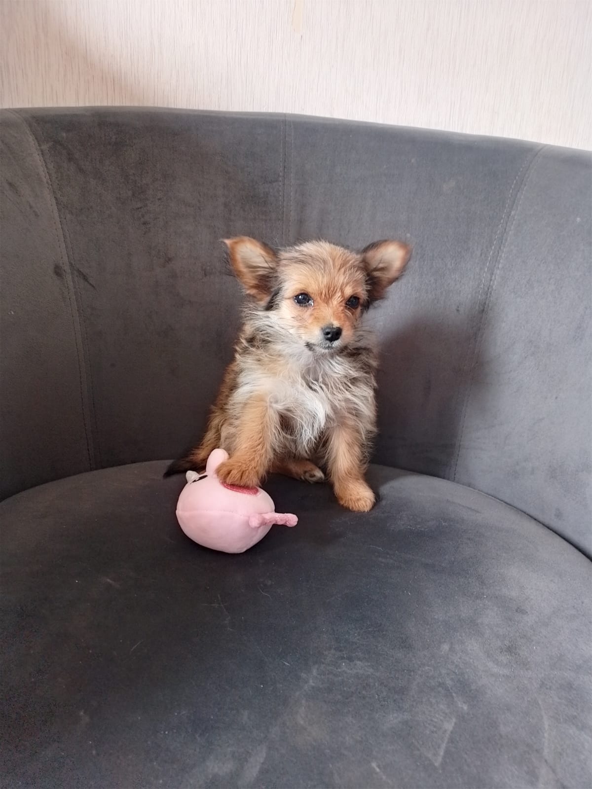 Yorkshire X chihuahua puppy