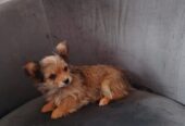 Yorkshire X chihuahua puppy