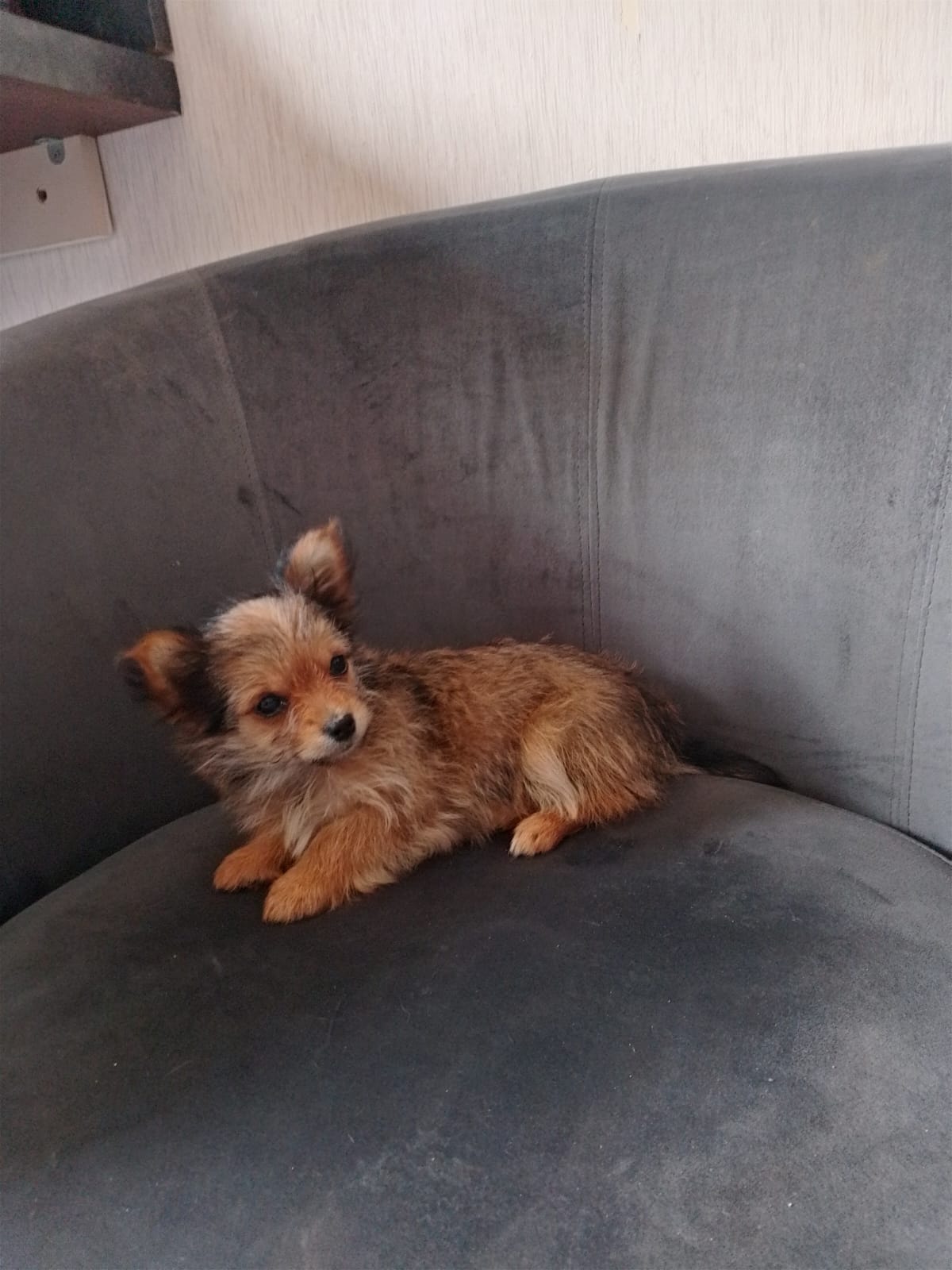 Yorkshire X chihuahua puppy