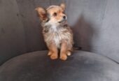 Yorkshire X chihuahua puppy