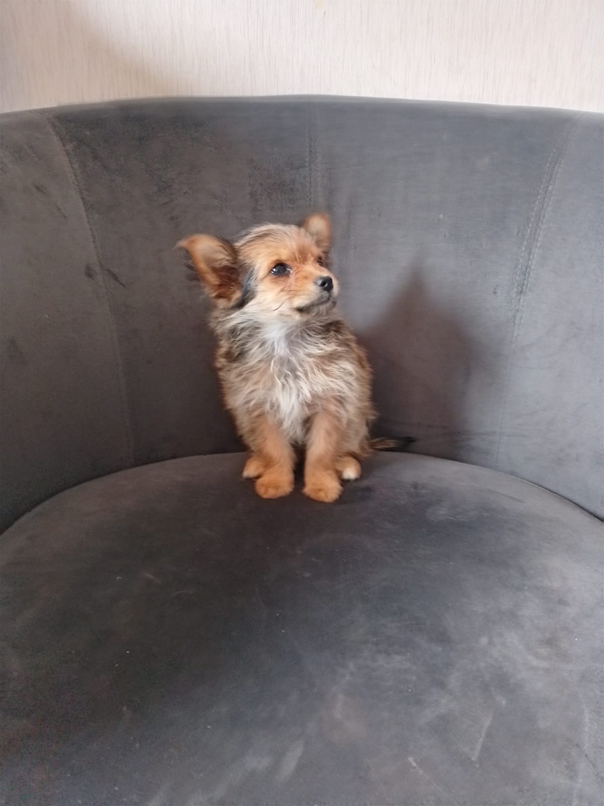 Yorkshire X chihuahua puppy