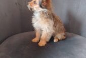 Yorkshire X chihuahua puppy