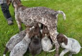 Short Haired German Pointer