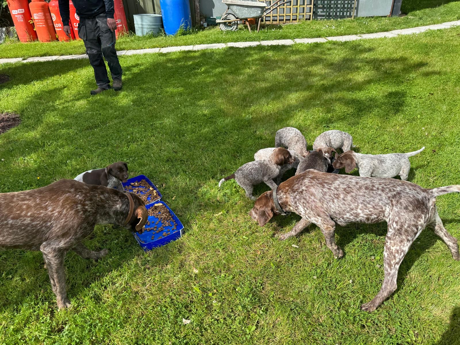 Short Haired German Pointer