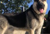East European Shepherd