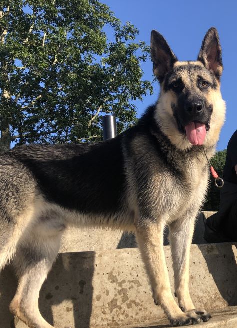 East European Shepherd