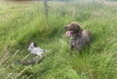 Short Haired German Pointer