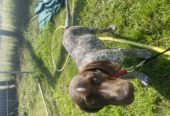 Short Haired German Pointer