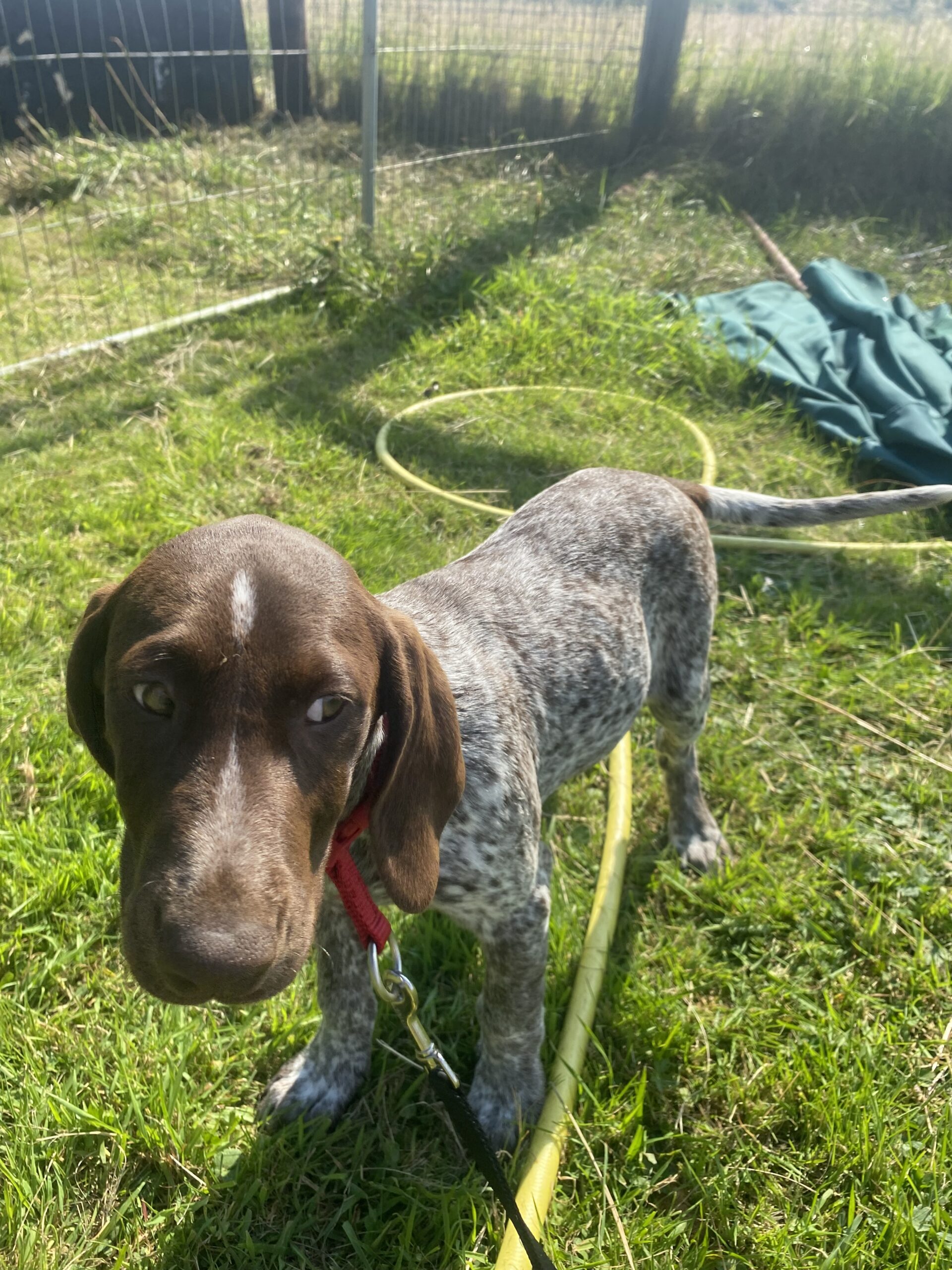 Short Haired German Pointer