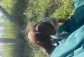 Short Haired German Pointer