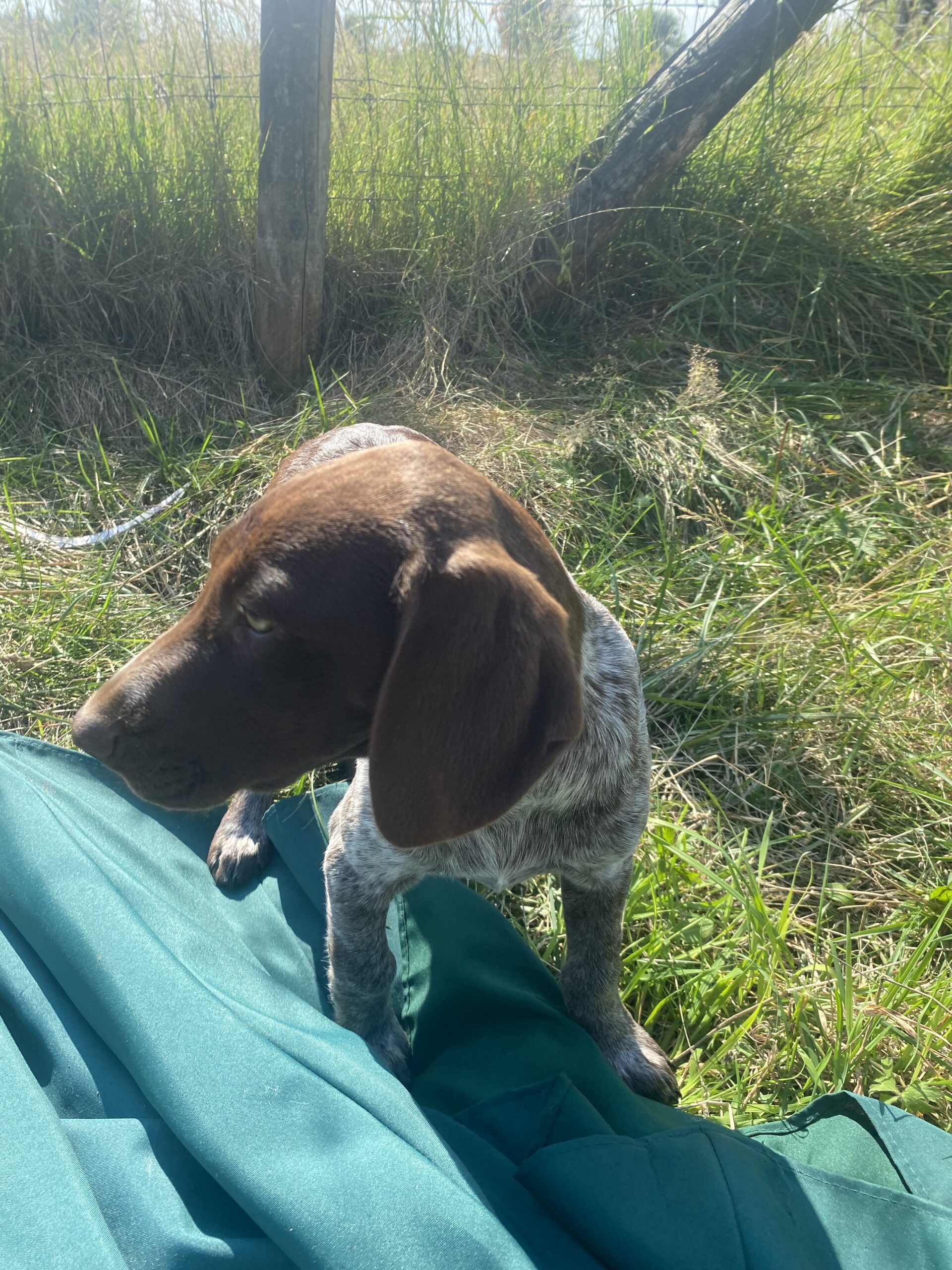 Short Haired German Pointer