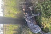 Short Haired German Pointer