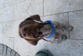 Short Haired German Pointer