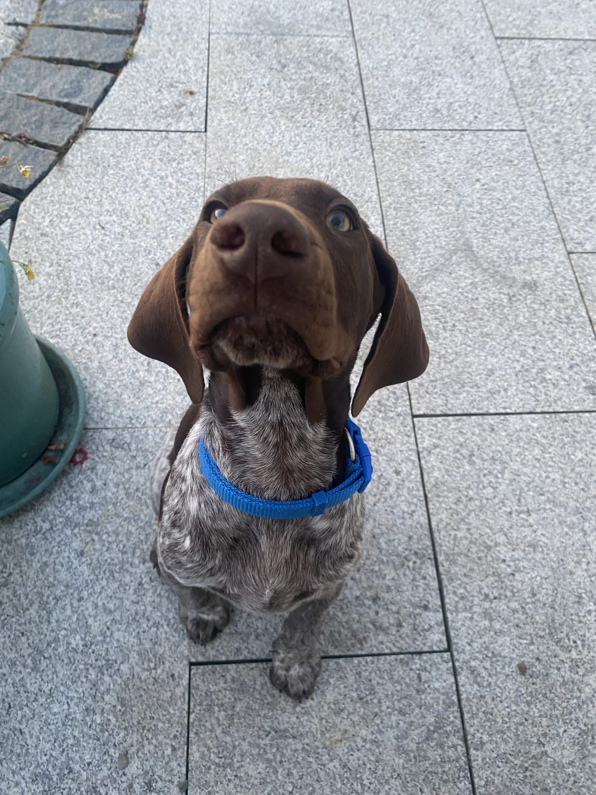 Short Haired German Pointer