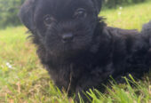 Beautiful Malshi pups for sale