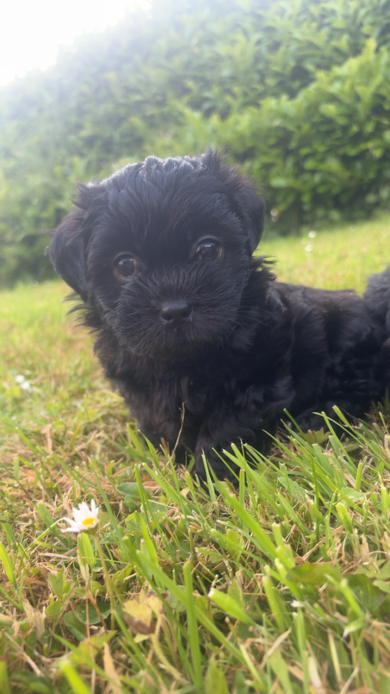 Beautiful Malshi pups for sale