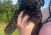 Beautiful Malshi pups for sale