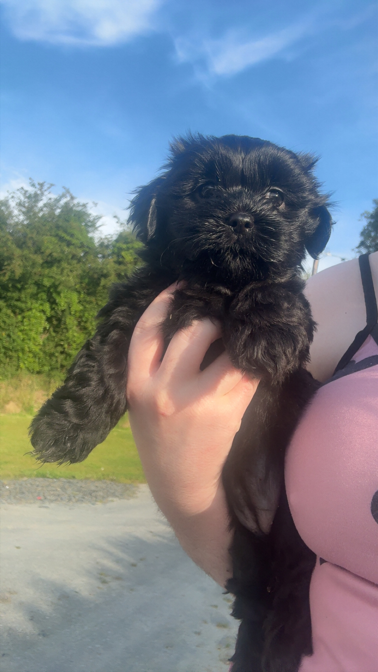 Beautiful Malshi pups for sale