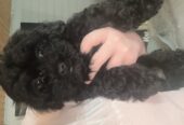Beautiful Malshi pups for sale