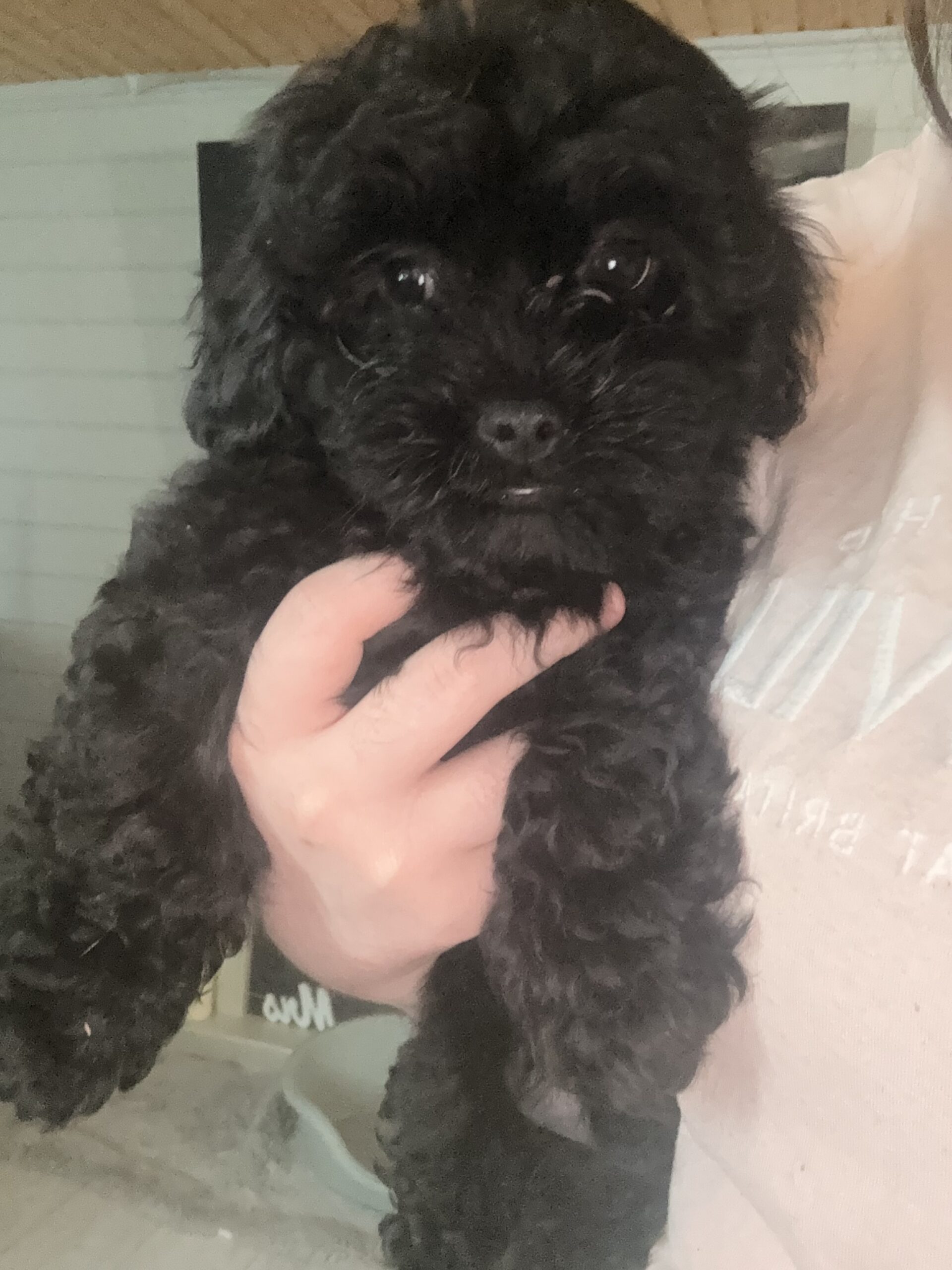 Beautiful Malshi pups for sale