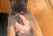 German shepard puppys