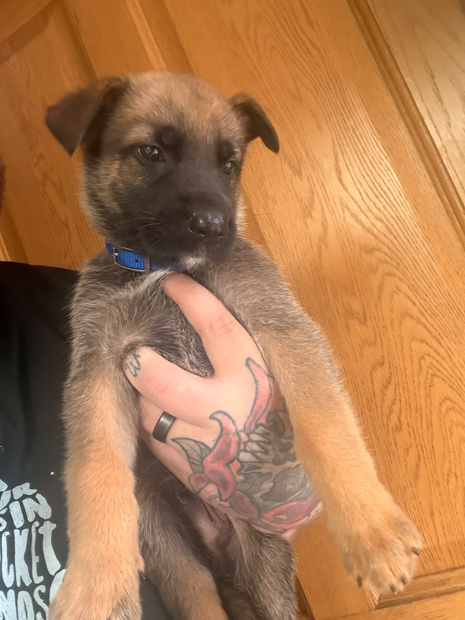 German shepard puppys
