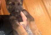 German shepard puppys