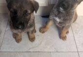 German shepard puppys
