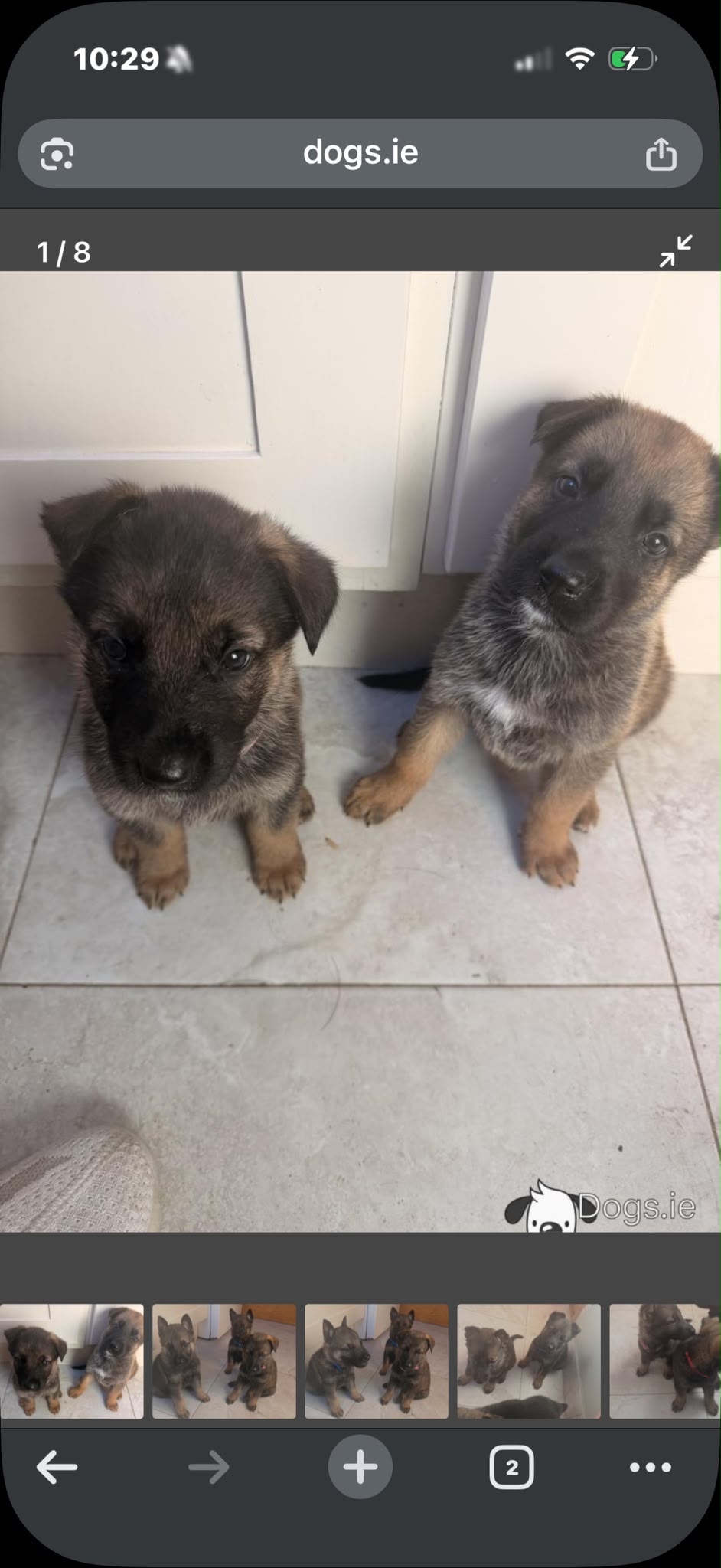 German shepard puppys
