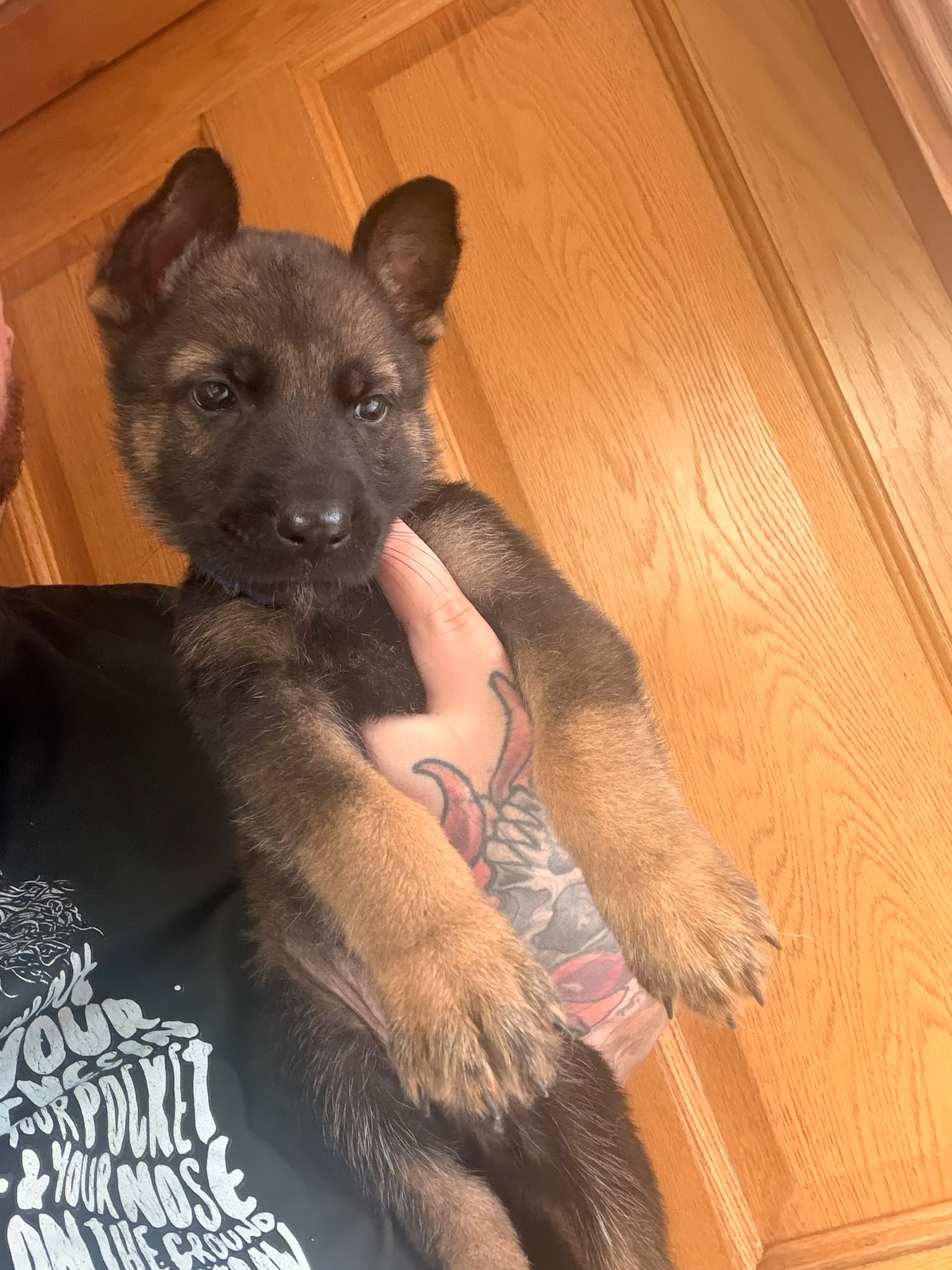 German shepard puppys